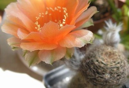 Lobivia haematantha Ru FG