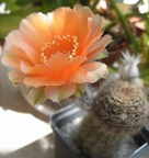 Lobivia haematantha Ru FG