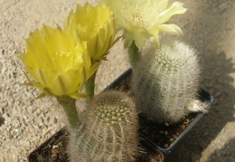 Lobivia aurea var. leucomalla