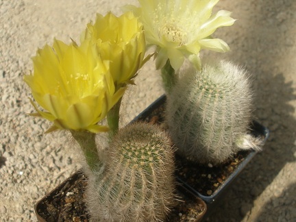 Lobivia aurea var. leucomalla