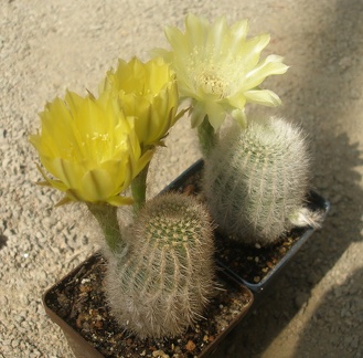 Lobivia aurea var. leucomalla