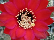 Lobivia jajoiana Krupoderov