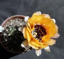 Lobivia jajoiana v  nigristoma Navajo FG