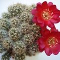 Lobivia oligotricha Valeriy Chorny