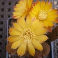Lobivia pseudoreicheana Gurus FG