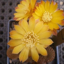 Lobivia pseudoreicheana Gurus FG