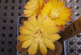 Lobivia pseudoreicheana Gurus FG