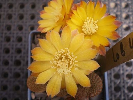 Lobivia pseudoreicheana Gurus FG