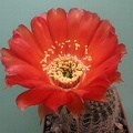 Lobivia rebutioides