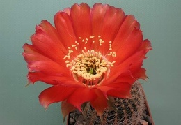 Lobivia rebutioides