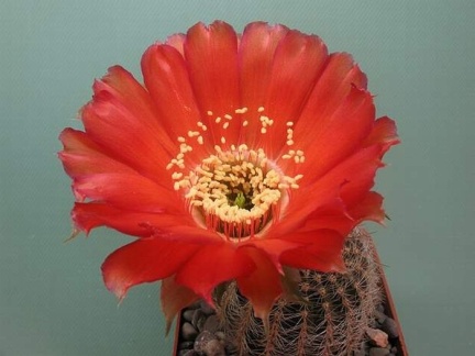 Lobivia rebutioides