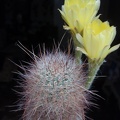Lobivia rebutioides 001