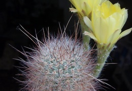 Lobivia rebutioides 001