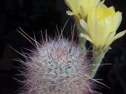 Lobivia rebutioides 001