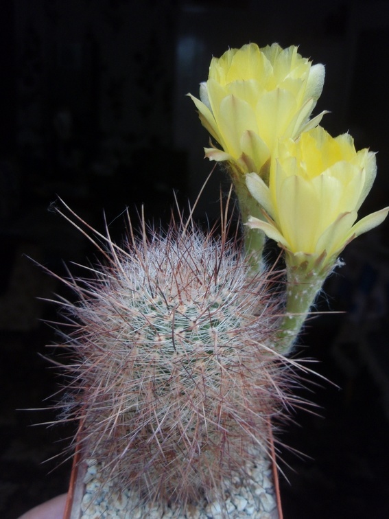 Lobivia rebutioides 001