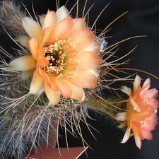 Lobivia rubescens1