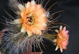 Lobivia rubescens1