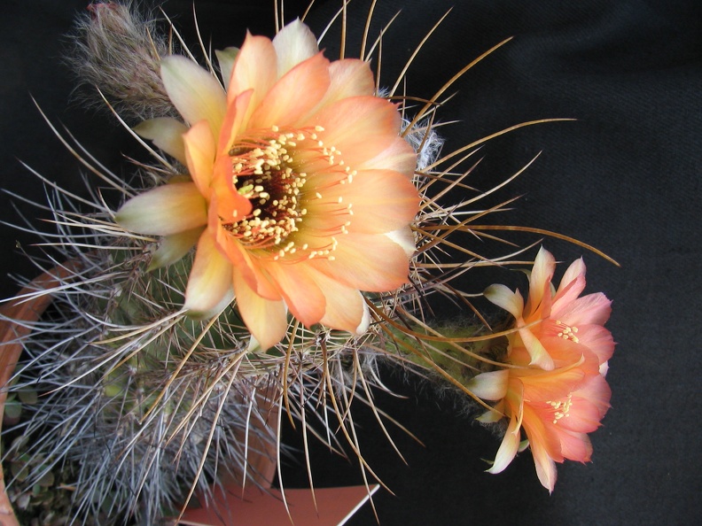 Lobivia rubescens1