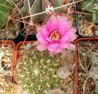 Lobivia tiegeliana Astro FG