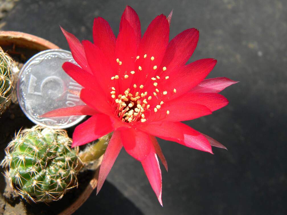 Lobivia tiegeliana Kovtun88