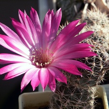 Lobivia winteriana