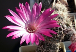 Lobivia winteriana