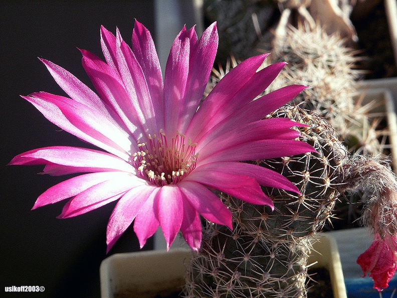 Lobivia winteriana