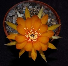 Ph Lobivia arachnacantha VitNat