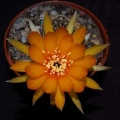 Ph Lobivia arachnacantha VitNat