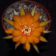 Ph Lobivia arachnacantha VitNat