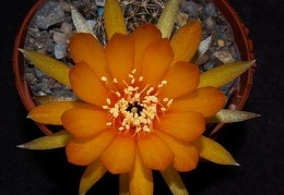 Ph Lobivia arachnacantha VitNat