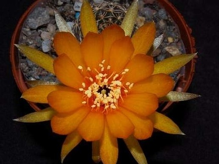Ph Lobivia arachnacantha VitNat