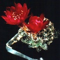 Lobivia backebergii