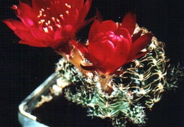 Lobivia backebergii