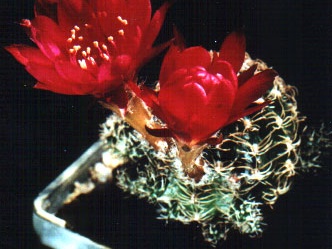 Lobivia backebergii