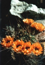 Lobivia jajoiana v. longispina