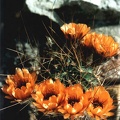 Lobivia jajoiana v. longispina