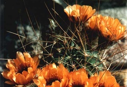 Lobivia jajoiana v. longispina