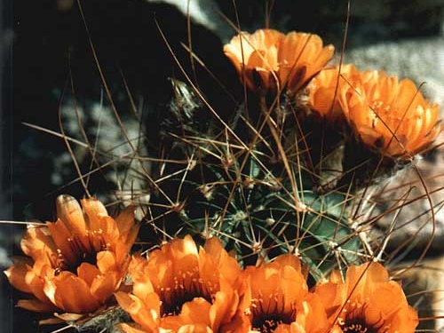 Lobivia jajoiana v. longispina