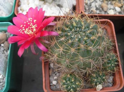 lobivia cinnabarina FG Ann