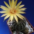 Lobivia arachnacantha