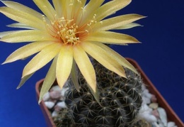 Lobivia arachnacantha