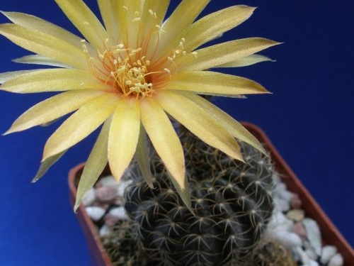 Lobivia arachnacantha