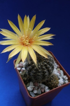 Lobivia arachnacantha