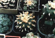 Lophophora diffusa