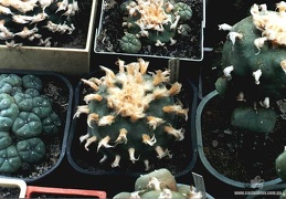 Lophophora diffusa