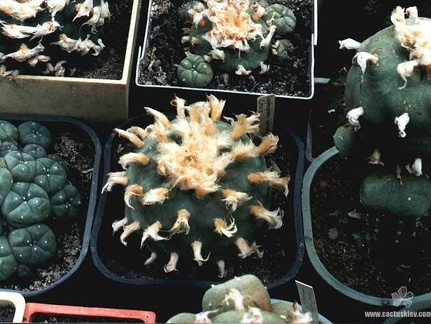 Lophophora diffusa