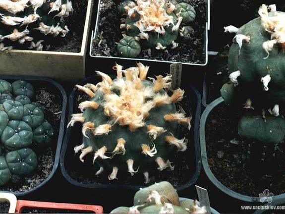 Lophophora diffusa