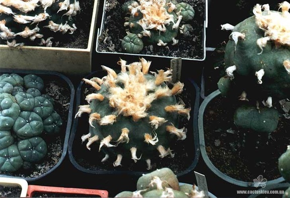 Lophophora diffusa