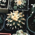 Lophophora diffusa